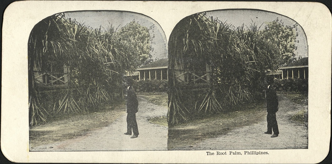 The Root Palm, Philippines.